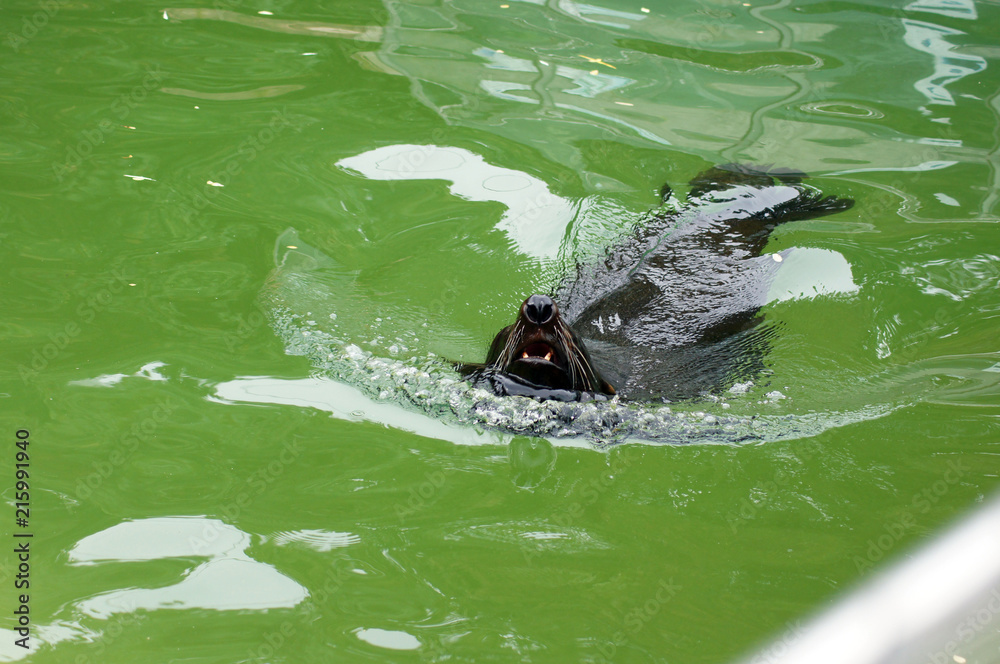 Fototapeta premium Lwy morskie w niewoli w zoo