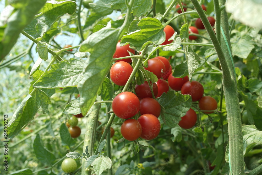 ripe cherry tomatoes on a bush. autumn and fall harvest ripe cherry tomatoes on a bush. autumn and fall harvest
