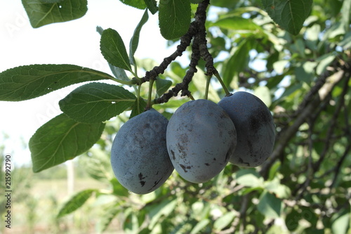  ripe plum on a branch