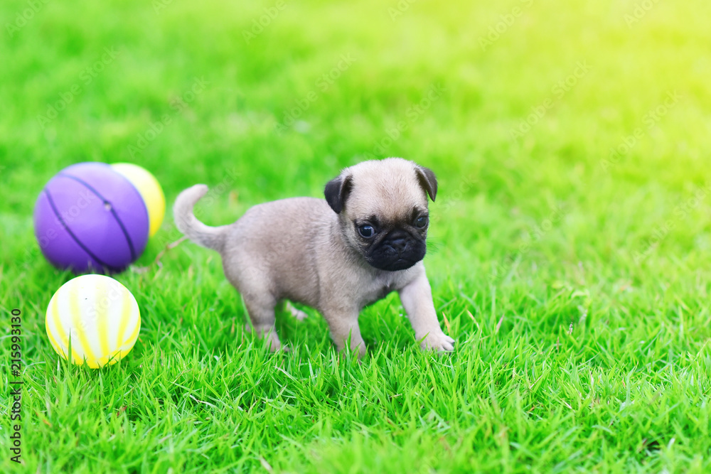 Cute puppy brown Pug playing with ball in garden
Cute puppy brown Pug playing with ball in garden