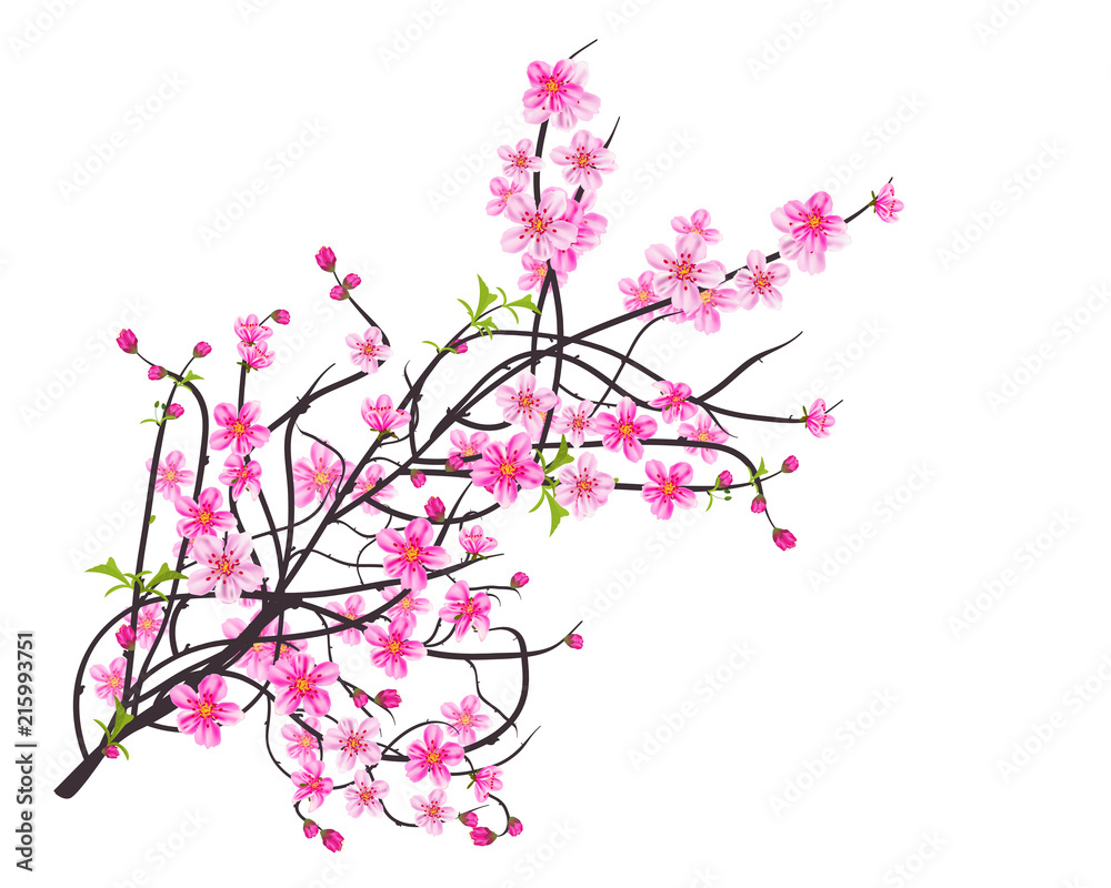 Watercolor sakura frame. Background with blossom cherry tree branches. Hand drawn japanese flowers background