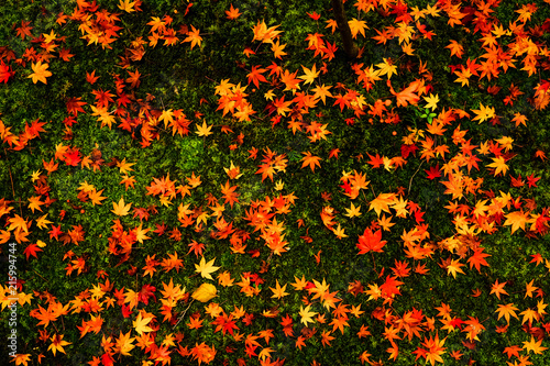 紅葉のじゅうたん