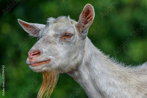 portrait of a goat on the field close-up © shymar27