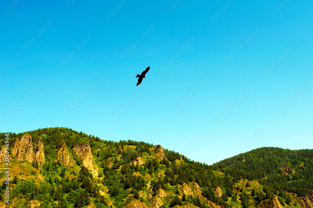 A bird hovering above the ground. Eagle flying over the high mountains, against the blue sky. A bird hovering above the ground. Eagle flying over the high mountains, against the blue sky.