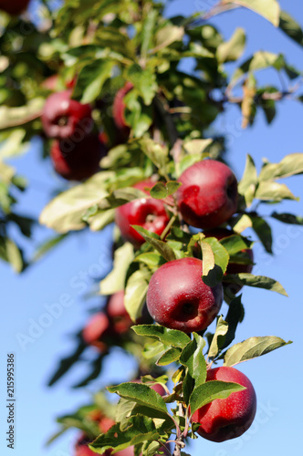 Fresh Apples