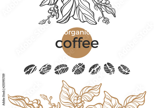 Vector nature set of coffee tree, bean