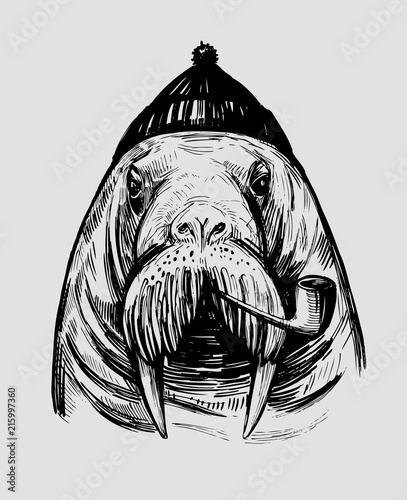 Walrus with smoking pipe. Hand drawn ink  illustration for print or tattoo