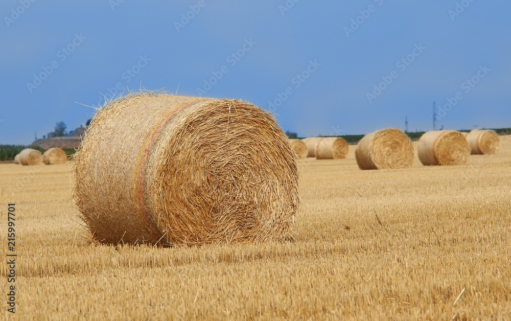 Field with straw bales after harvest