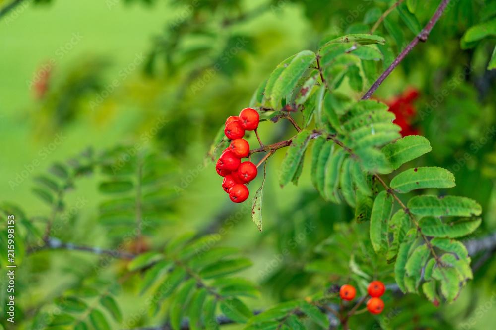 Vogelbeeren Vogelbeeren