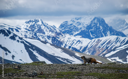 Marmot Canada Jasper