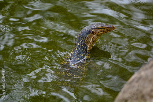 Close up view of Varanus salvator, commonly known as the water monitor or common water monitor and the a large lizard native to South and Southeast Asia. Water monitors are one of the most common moni