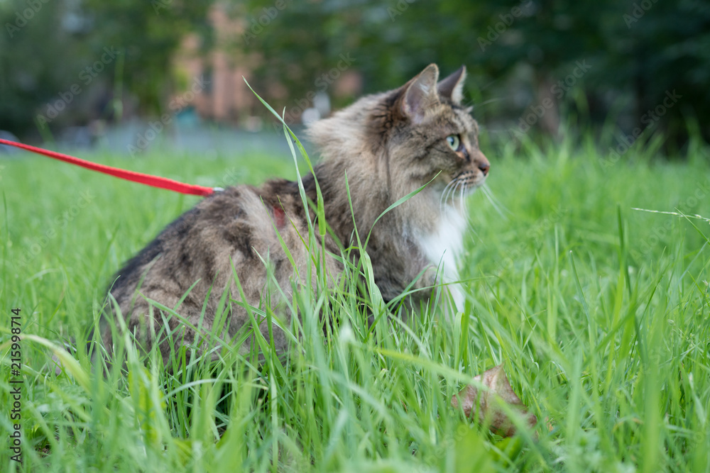 Obraz premium Marceline: The brave Ladycat