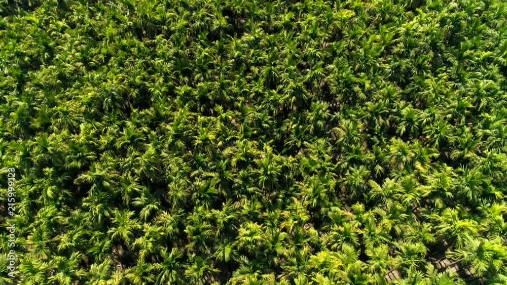 Aerial view flying over a beautiful forest and coffee plantation filmed by drone in Kutta Karnataka India Aerial view flying over a beautiful forest and coffee plantation filmed by drone in Kutta Karnataka India