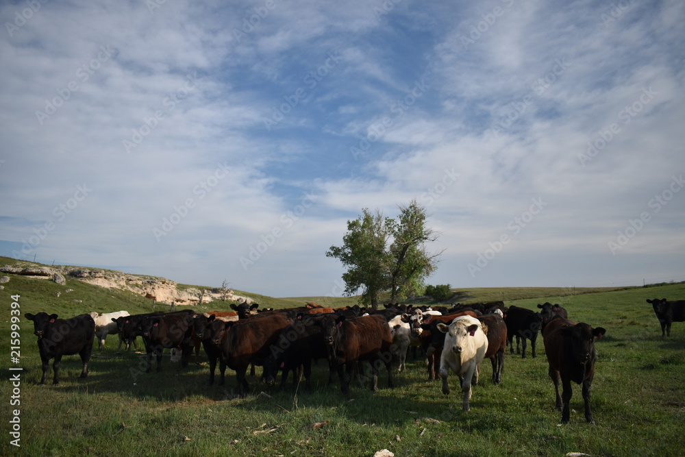 Moo! Moo!