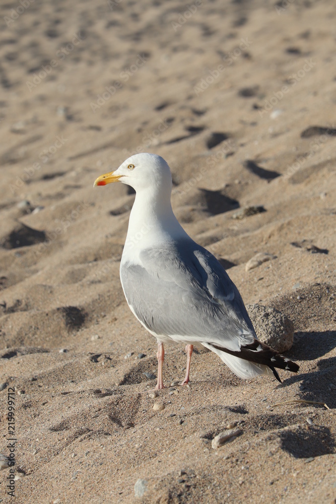 Fototapeta premium large seagul on a cornish beach