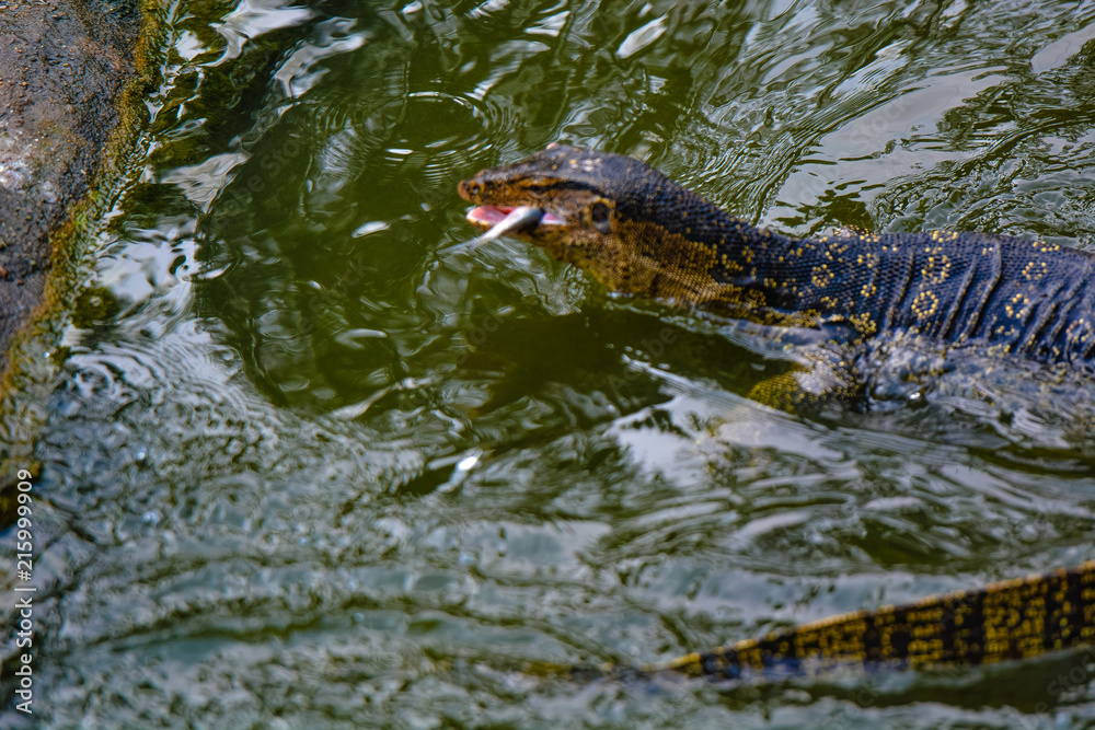 Fototapeta premium Close up view of Varanus salvator, commonly known as the water monitor or common water monitor and the a large lizard native to South and Southeast Asia. Water monitors are one of the most common moni