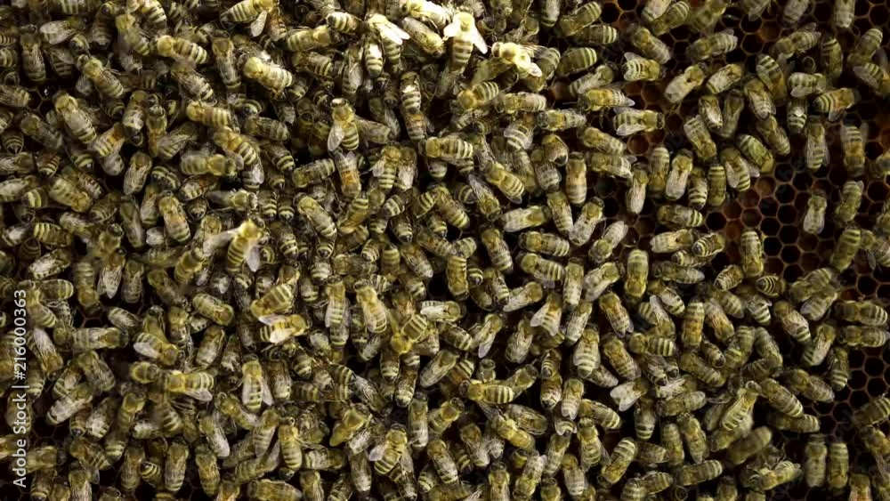 Swarm of honey bee on a wooden frame deck of honey nectar at a beekeeping farm Swarm of honey bee on a wooden frame deck of honey nectar at a beekeeping farm