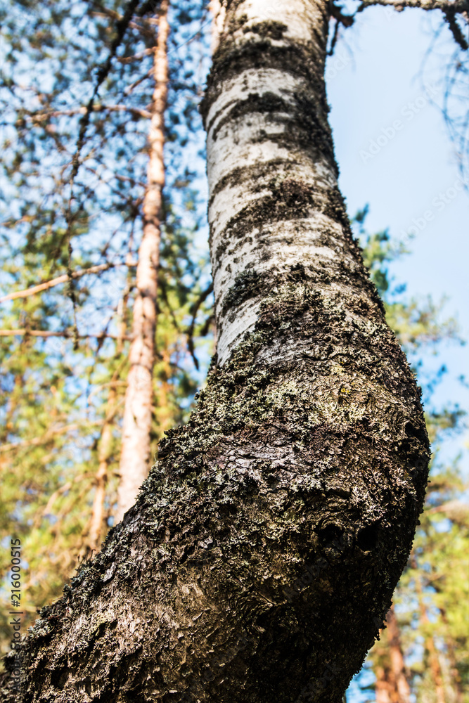 birch in a summer deciduous forest. Trees and shrubs birch in a summer deciduous forest. Trees and shrubs