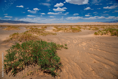 Mongolia. The famous sand dunes of Hongoryn-Els are located in the North-East of the Gobi desert. Length of 120 km with a width of 3-5 km dunes reach a height of 300 m.