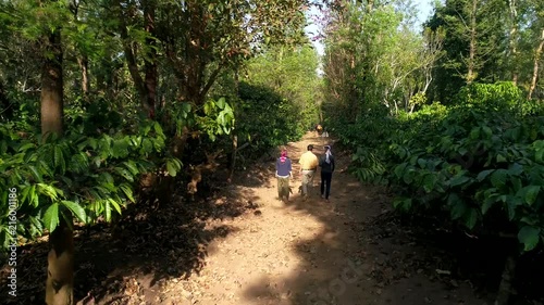 Aerial view going up and over people talking on the road of a coffee plantation filmed by drone in Kutta Karnataka India photo