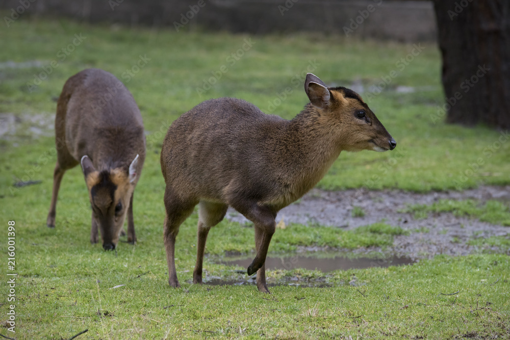 Muntiacus o Muntjac Hembra Muntiacus o Muntjac Hembra