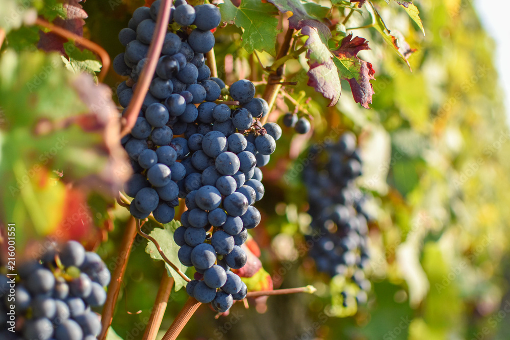 Grappe de raisin pendant les vendanges dans le vignoble bordelais Grappe de raisin pendant les vendanges dans le vignoble bordelais