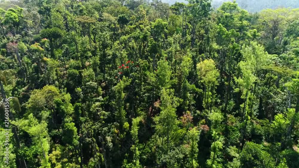 Aerial view flying over a beautiful forest and coffee plantation filmed by drone in Kutta Karnataka India Aerial view flying over a beautiful forest and coffee plantation filmed by drone in Kutta Karnataka India