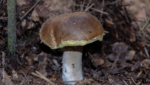mushroom edible growing in the forest