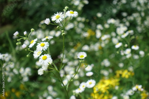 Feinstrahl Wiesenblume, weißes oder einjähriges Berufkraut, 