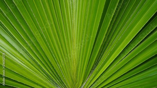 palm leaf background wallpaper sugar pattern detail line plant green  