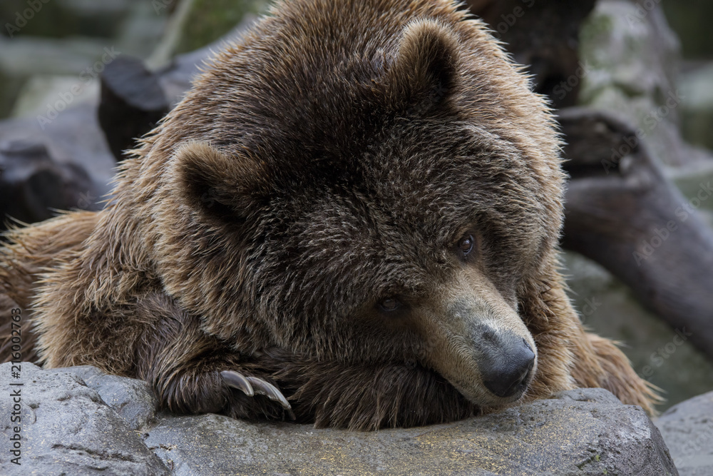 Oso pardo - Brown Bear