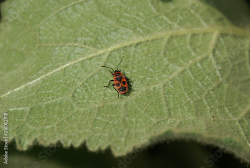 Feuerwanze gemeine 112 Pyrrhocoridae