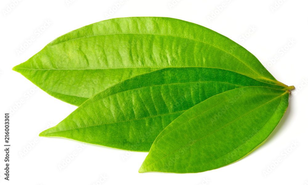 Obraz premium fresh cinnamon leaves isolated on the white background