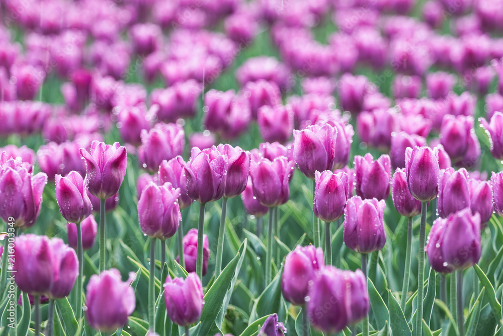 tulip tulip