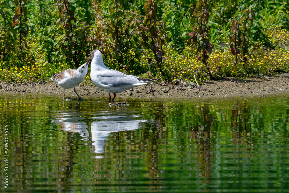 Fototapeta premium Adult seagull feeding a young bird by the side of a lake with reflection