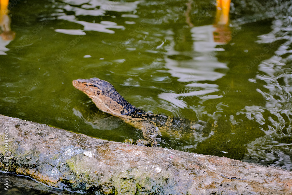 Close up view of Varanus salvator, commonly known as the water monitor or common water monitor and the a large lizard native to South and Southeast Asia. Water monitors are one of the most common moni Close up view of Varanus salvator, commonly known as the water monitor or common water monitor and the a large lizard native to South and Southeast Asia. Water monitors are one of the most common moni