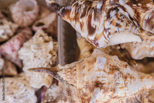 Box of shells fresh from the sea, ocean.