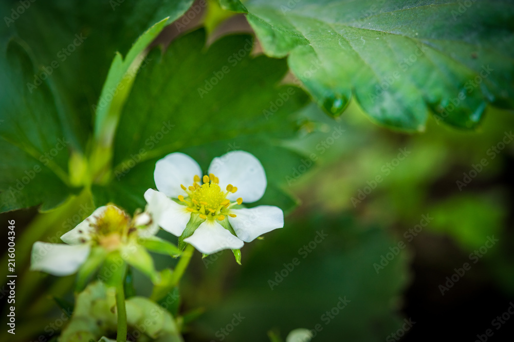 Strawberry growing in a garden Strawberry growing in a garden