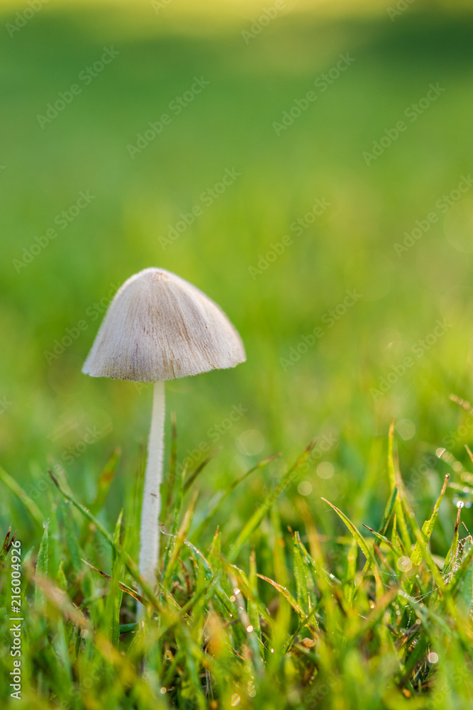 Mushroom in the lawn Mushroom in the lawn