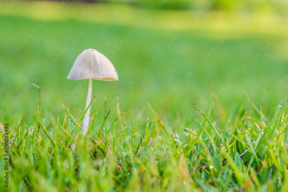 Mushroom in the lawn Mushroom in the lawn