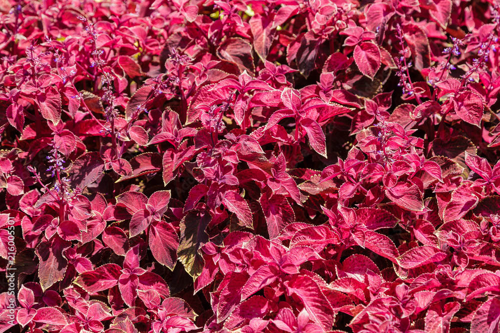 Red and green leaves of the coleus plant, Plectranthus scutellarioides. Red and green leaves of the coleus plant, Plectranthus scutellarioides.