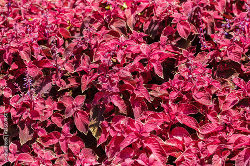 Red and green leaves of the coleus plant, Plectranthus scutellarioides.
