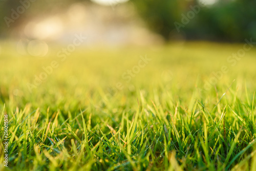 green grass natural background texture.