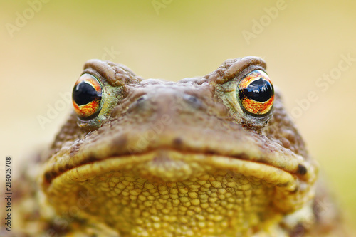 beautiful brown toad portrait