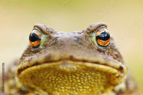 Photos beautiful brown toad portrait