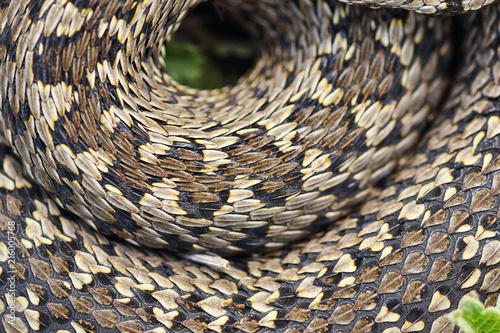 beautiful pattern of meadow viper photo