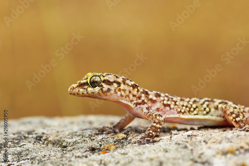 closeup of wild turkish gecko