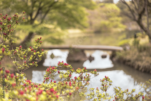 japanese stone bridge and flowers bokeh on the pond of Rikugien Park in Bunkyo district, north of Tokyo. photo