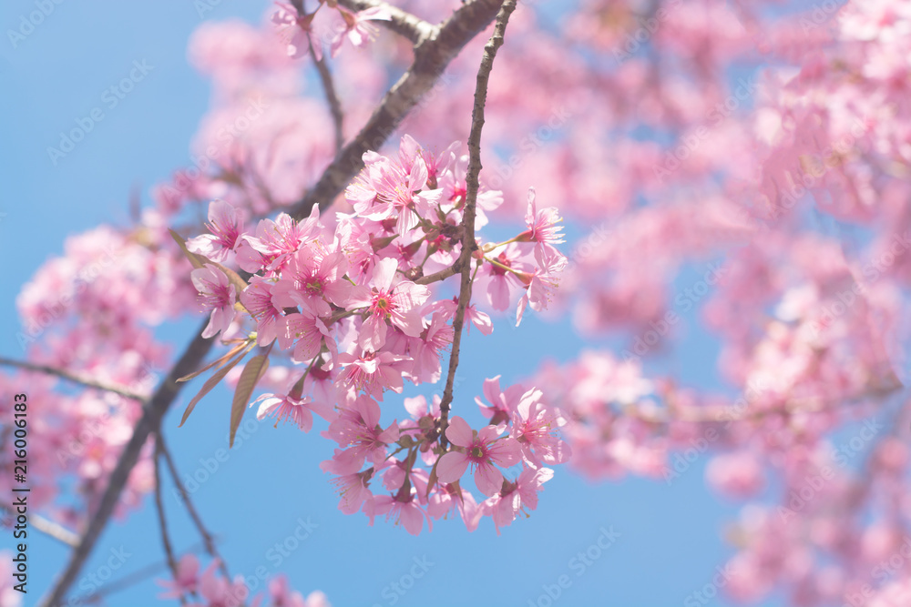 Thai Sakura blooming during winter in Thailand,Loei Thailand Thai Sakura blooming during winter in Thailand,Loei Thailand
