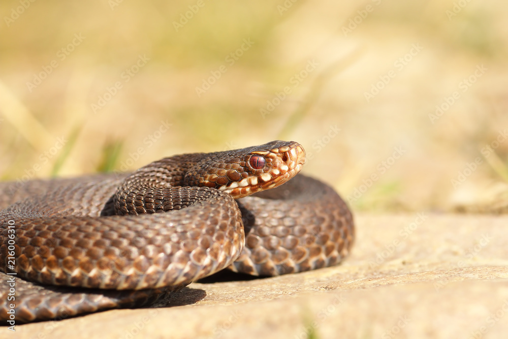 female common crossed adder close up female common crossed adder close up